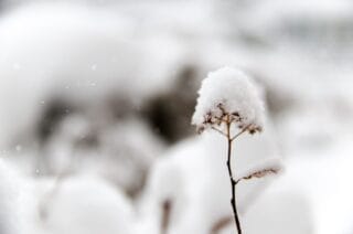 Snow-covered plants