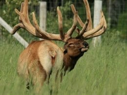 Wapiti Mâle d'exception