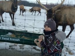 Winter visit to Wapiti Valley