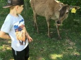 Summer visit to Wapiti Valley