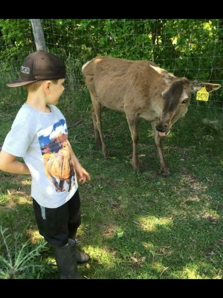 Visite estivale à la vallée du Wapiti