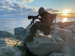 Observation des oiseaux marins