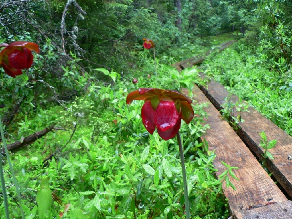 Sarracenia purpurea in the Saint-Just-de-Bretenières peat bog