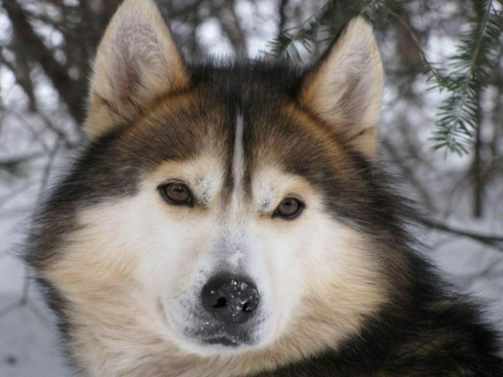 HUSKY dog