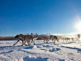 Équipe de chiens tirant un traîneau