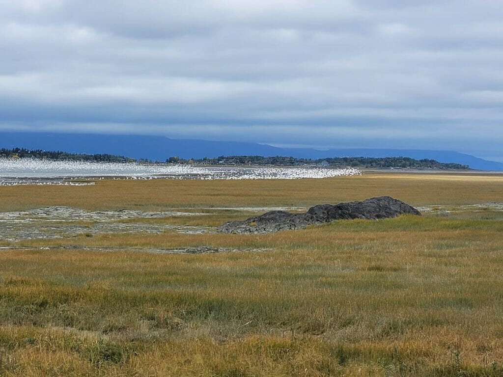 Shoreline and birds in the Isle-aux-Grues archipelago