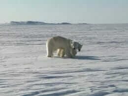Polar bears on the coast of Ungava Bay
