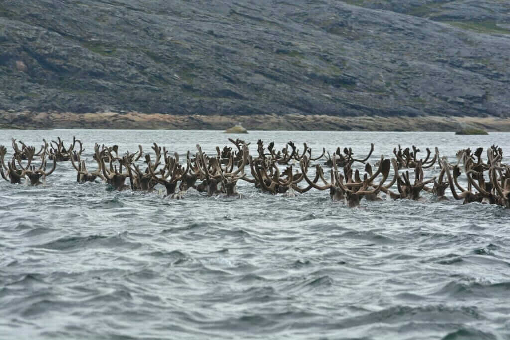 Caribou crossing in Quebec's far north