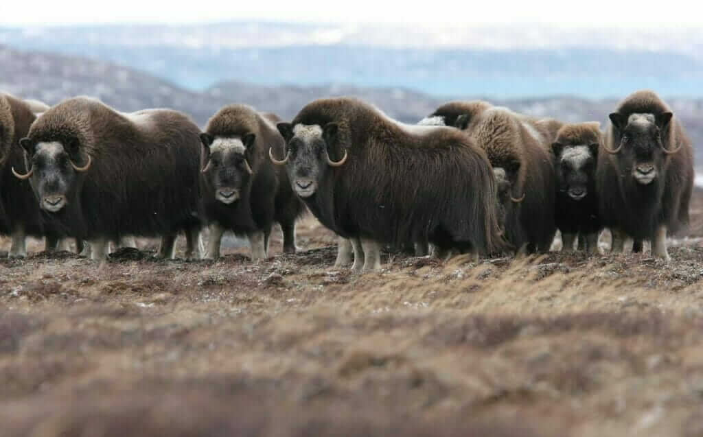 Muskox herd in Quebec's far north