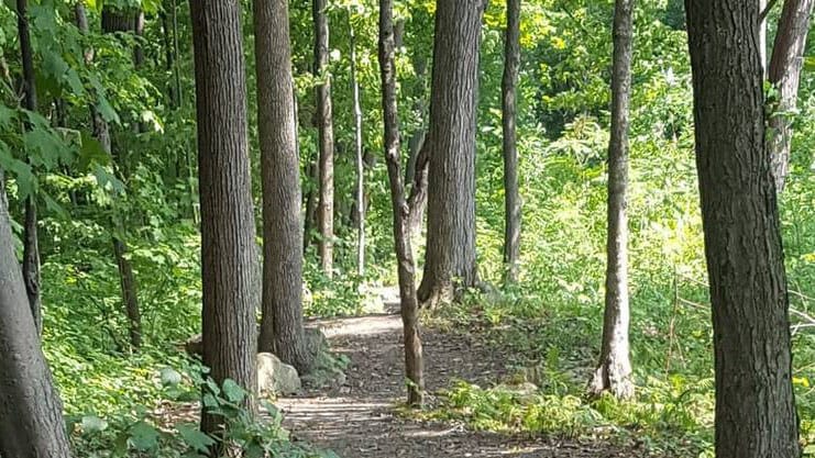 Trail in Laval's Bois de la Source