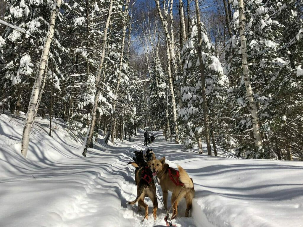 Attelage de la Lièvre sled dogs in the Outaouais region