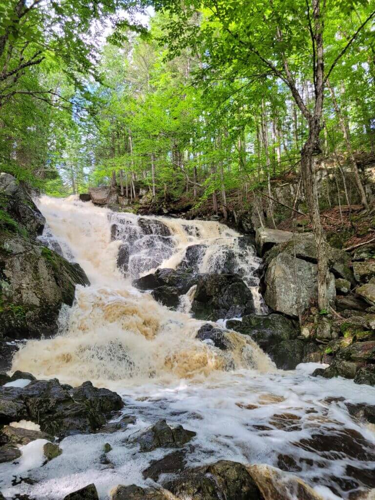 Bear fall in Saint-Léonard-de-Porneuf