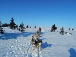 Dog sledding near Mont-Laurier in the northern Laurentians