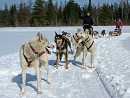Dog sledding in Saint-Élie-de-Caxton