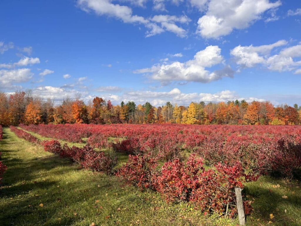 View of the Vergers in autumn