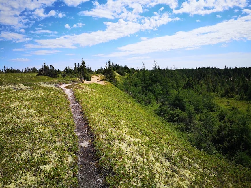 Vue du sentier Le Pas du Portageur bordé de lichens et de mousses.