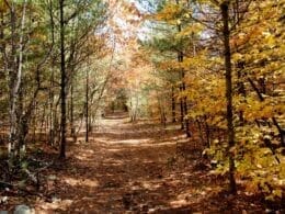 Autumn trail at Parc Nature les Forestiers in Saint-Lazare