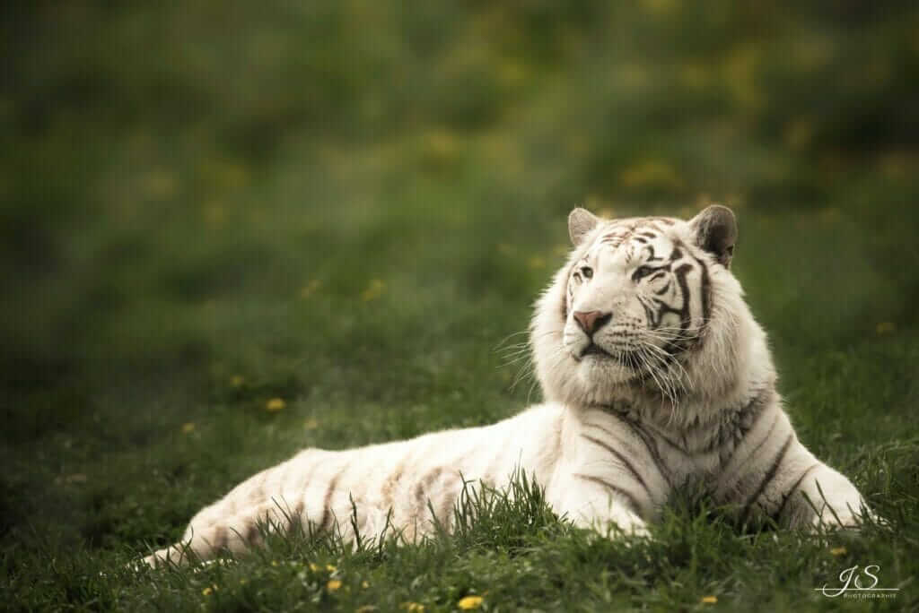 White tiger at Falardeau Zoo