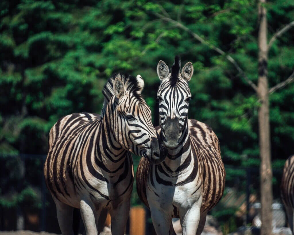 Pair of zebras at Miller Zoo in Frampton