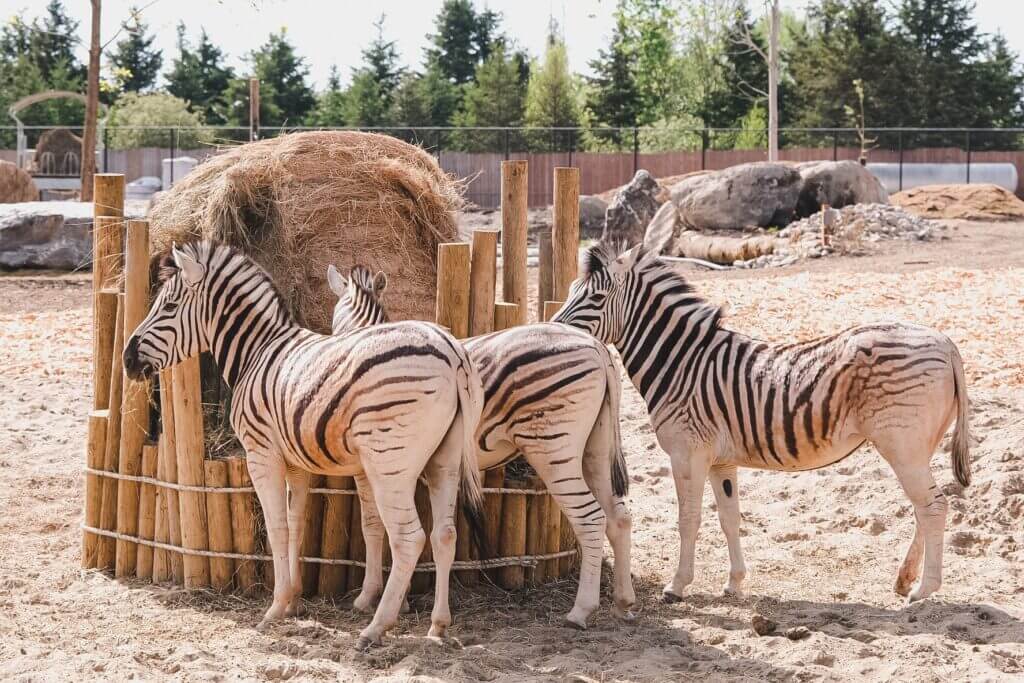 Zebras at Miller Zoo