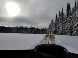 Dog sledding - Snowmobiles - Arctic Aventure