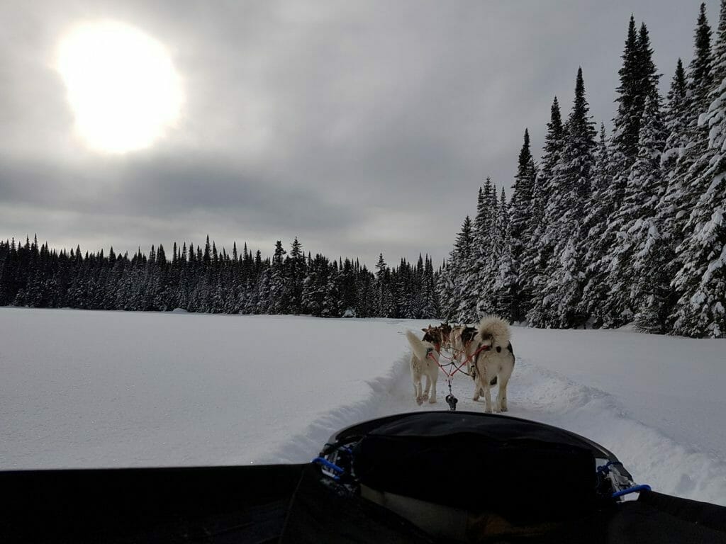 Dog sledding - Snowmobiles - Arctic Aventure