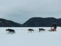 Dog sledding at La Baie in Lac-St-Jean