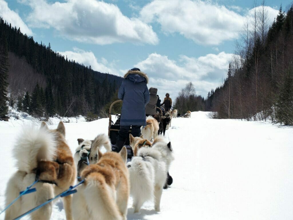 Chien de traîneau Attractions Boréales au Lac St-Jean