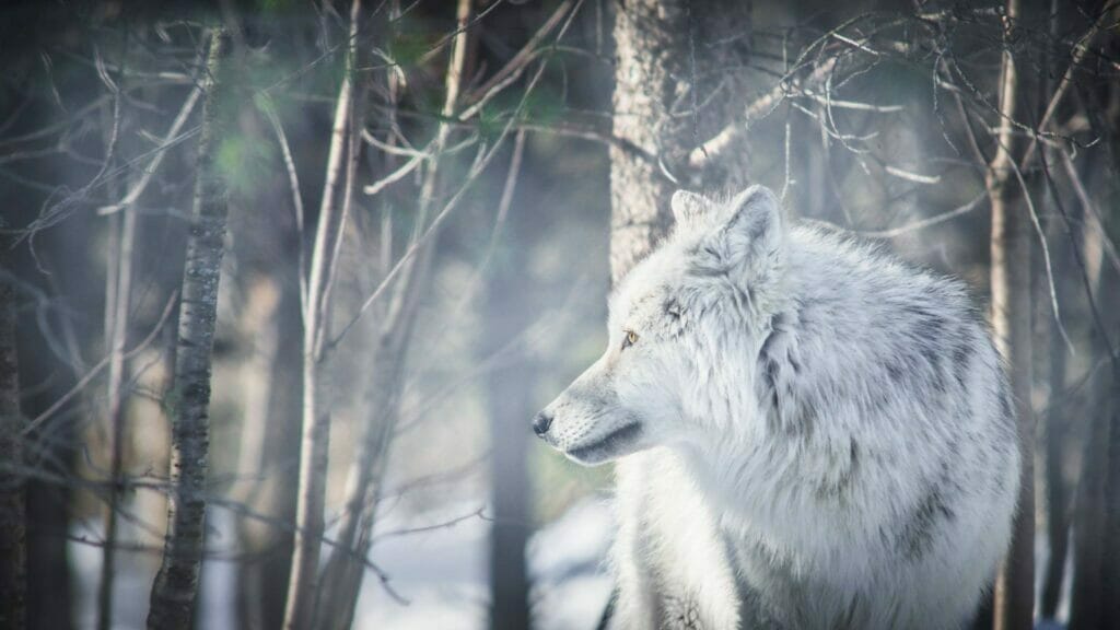 Wolf in Mahikan Park