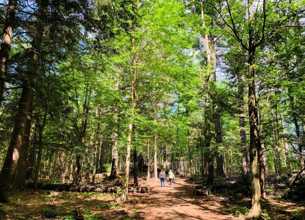 Sentier du Boisé-de-la-Marconi au printemps
