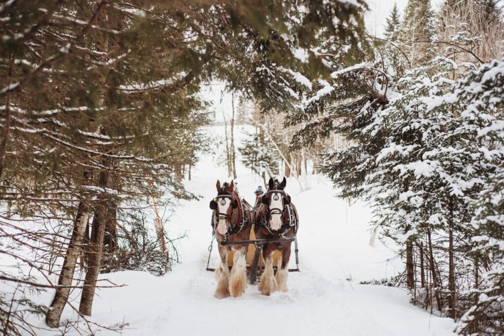 Horse-drawn carriage at Notre-Dame-de-Ham
