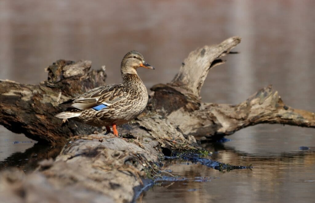 Mallard at the Beauport outdoor center
