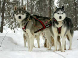 Huskies - Chenil du Chien-Loup