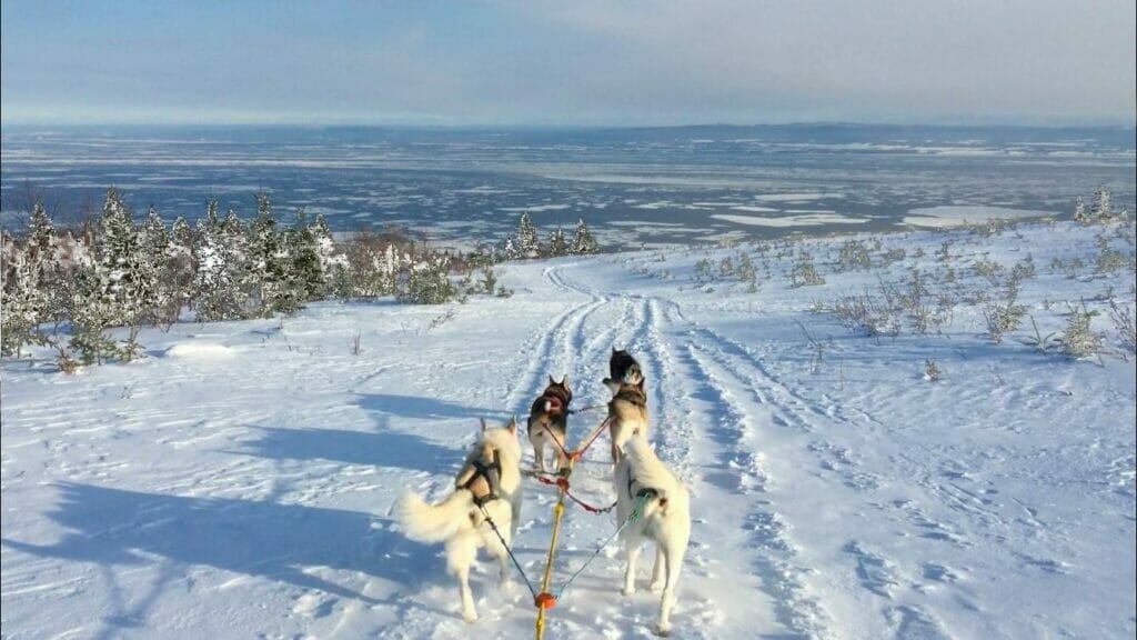 Sled dogs in Baie-Saint-Paul, Quebec