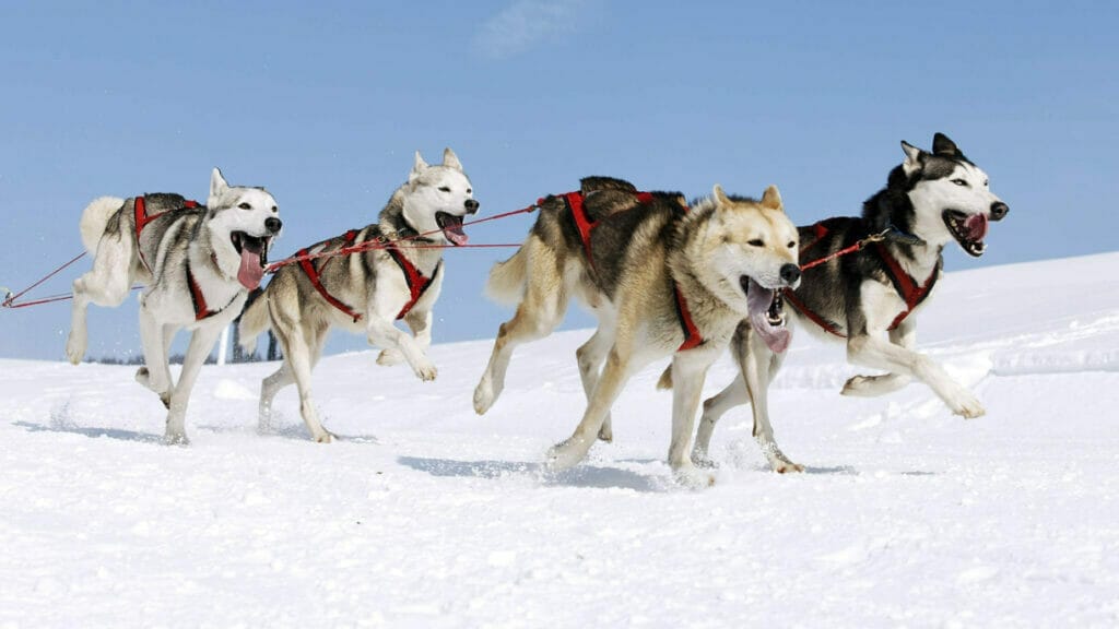 Sled dogs - Expedition Rêve Blanc
