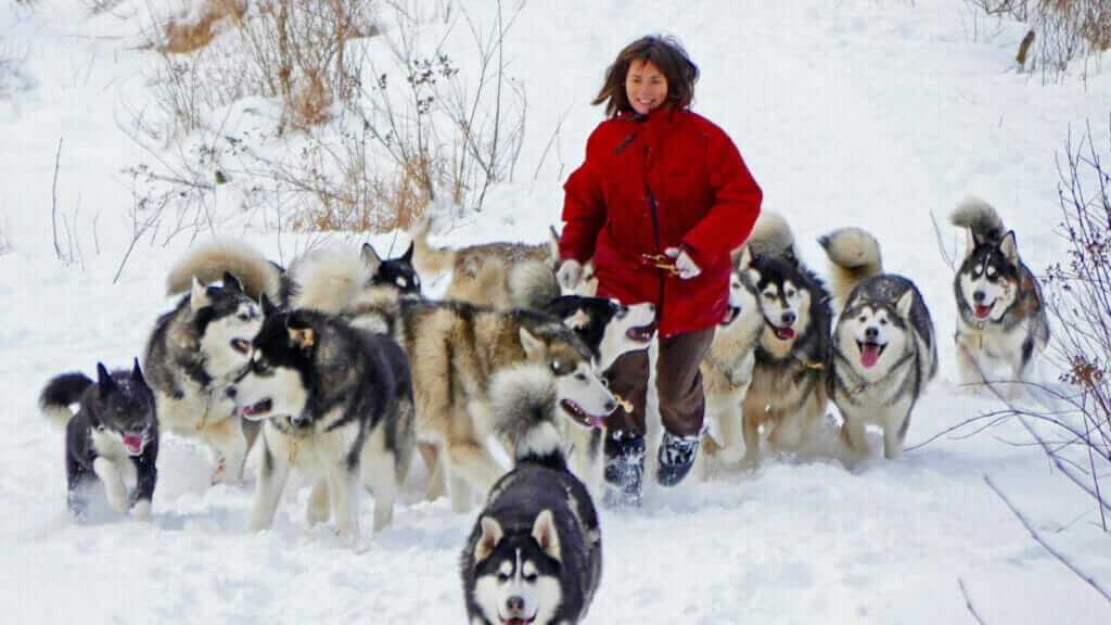 Sled dog pack - Entre Chien et Loup