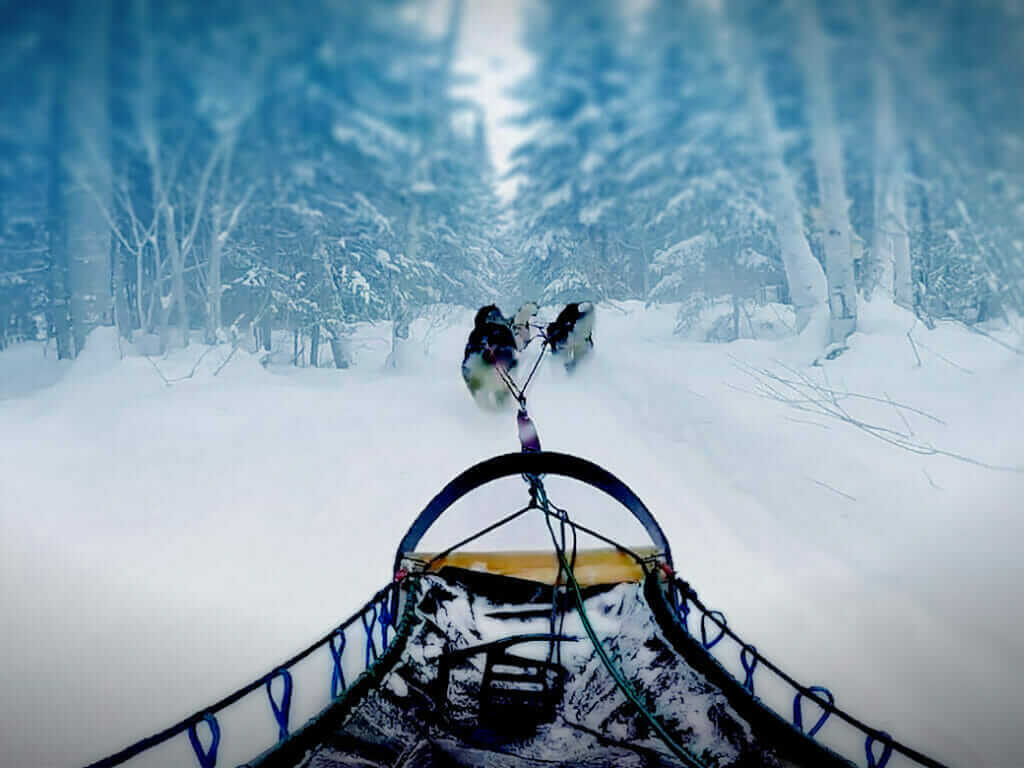 Dog sledding - Entre Chien et Loup
