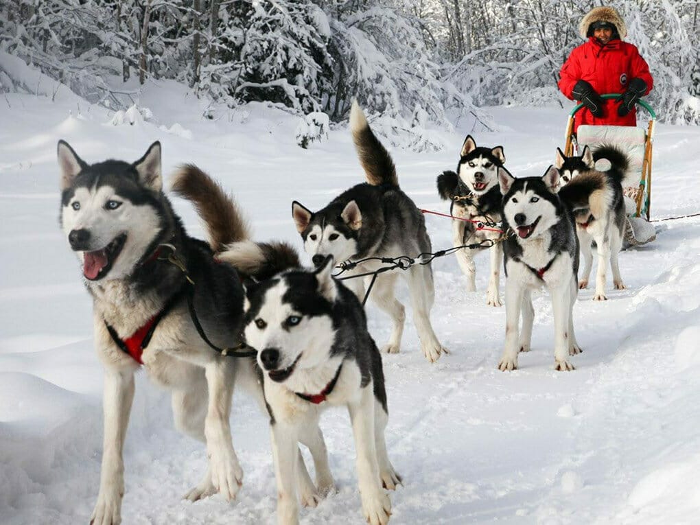 Dog sledding at Otter Lake, Quebec