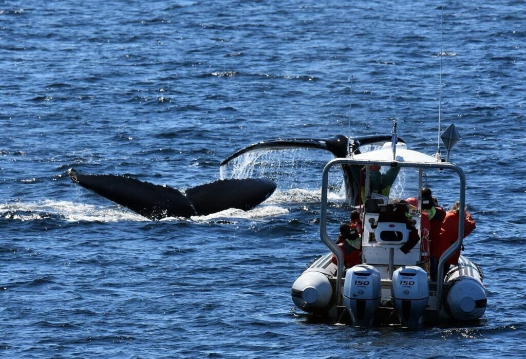 Zodiac whale watching excursion with Écumeurs du Saint-Laurent