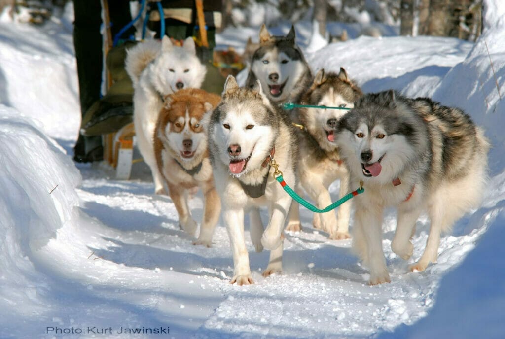 Sled dogs - Wolf Expedition