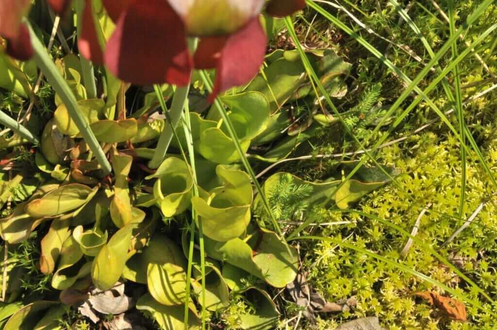 Floristic species of the Saint-Gilles woodland