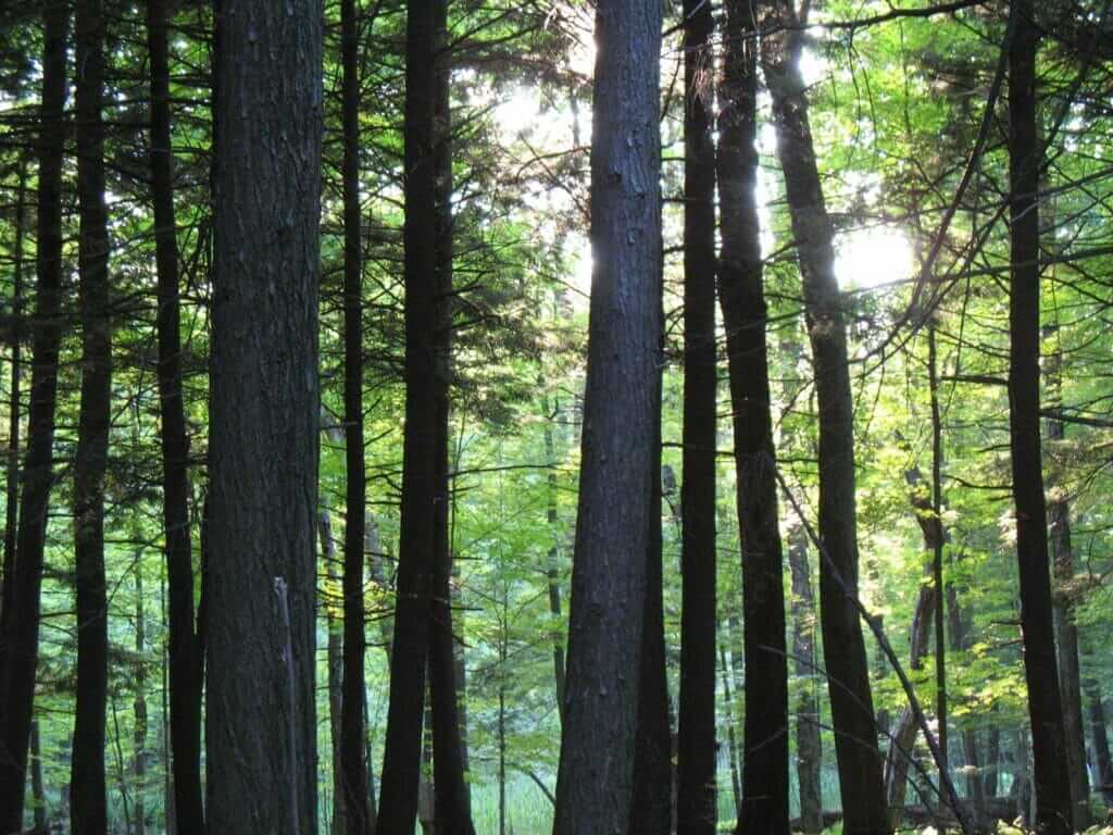 Forêt du parc du Santuaire