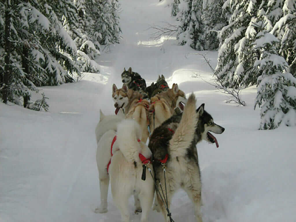 Chiens de traîneau d'Husky Aventure Harricana à Val-d'or