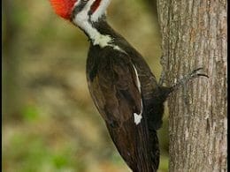 Grand Pic, near the titmouse halt