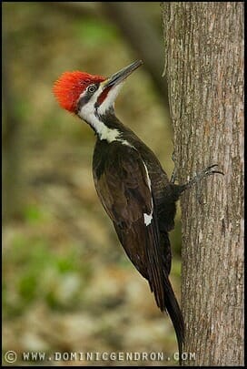 Grand Pic, near the titmouse halt