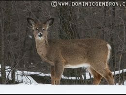 White-tailed deer