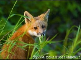 Red fox