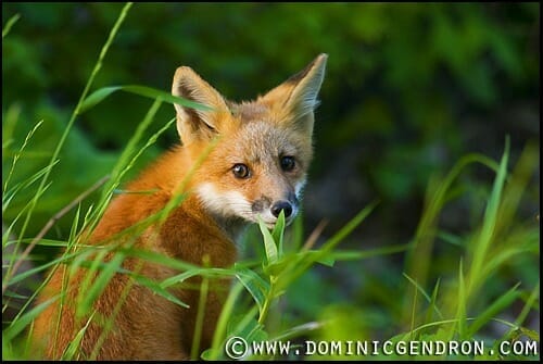 Red fox