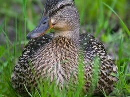 Mallard