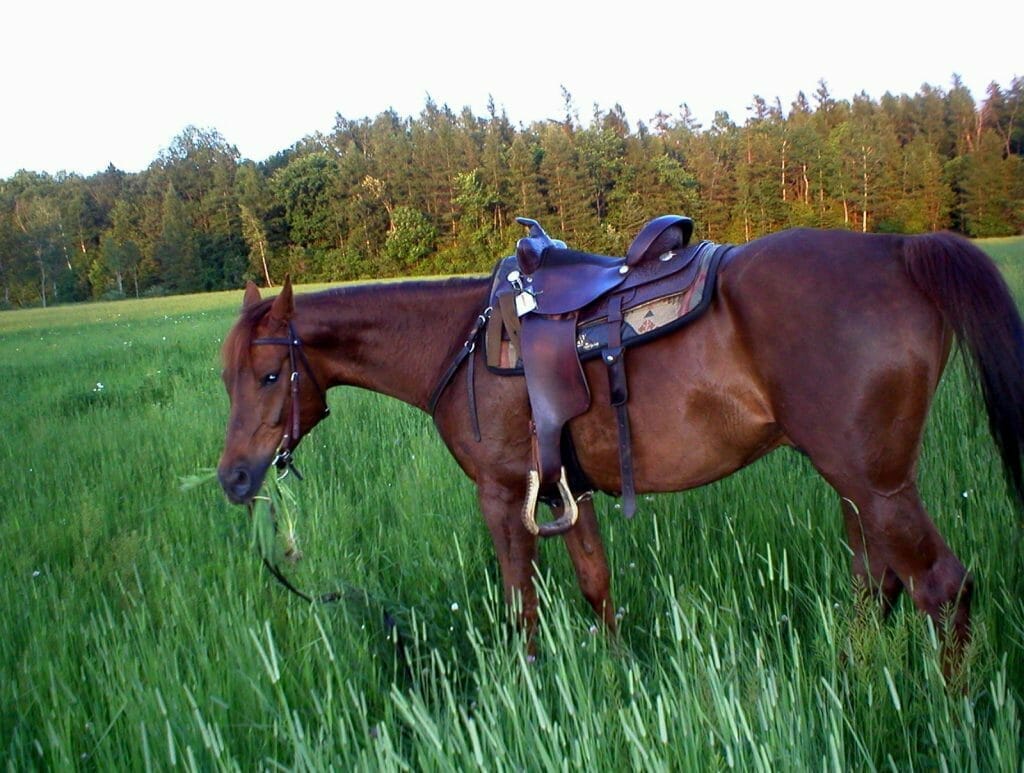 cheval en pause